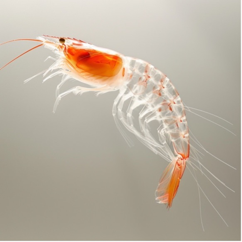 Antarktiszi krillolaj