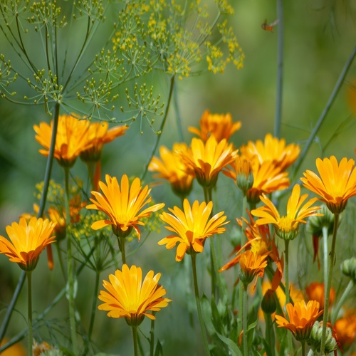 Körömvirág vagy bársonyvirág