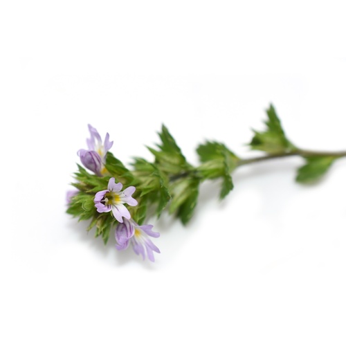 Salisburgi szemvidítófű